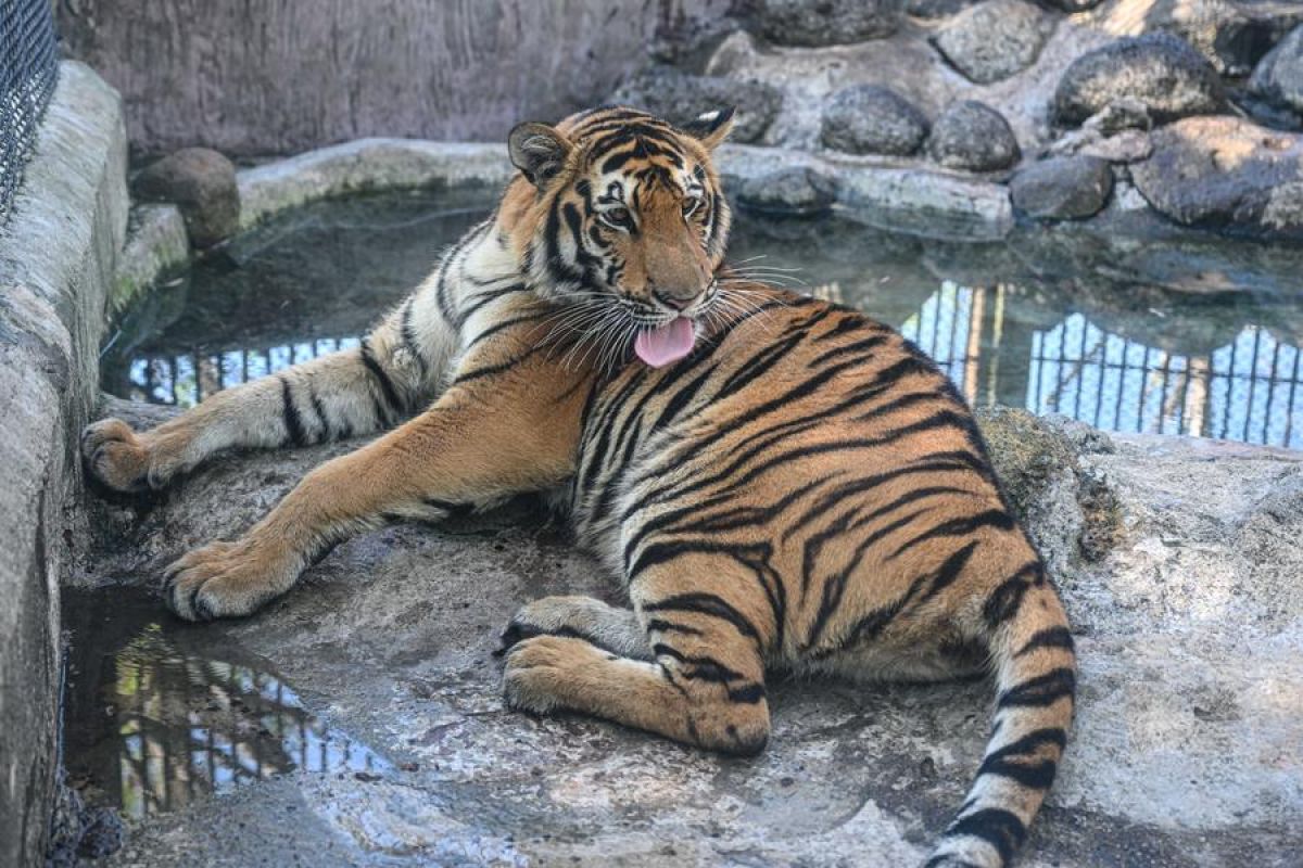 Melindungi Harimau Siberia Upaya Konservasi untuk Masa Depan Spesies Ini