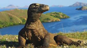 Pulau Komodo