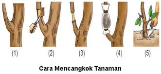 Kesalahan Umum dalam Mencangkok Tanaman dan Cara Menghindarinya