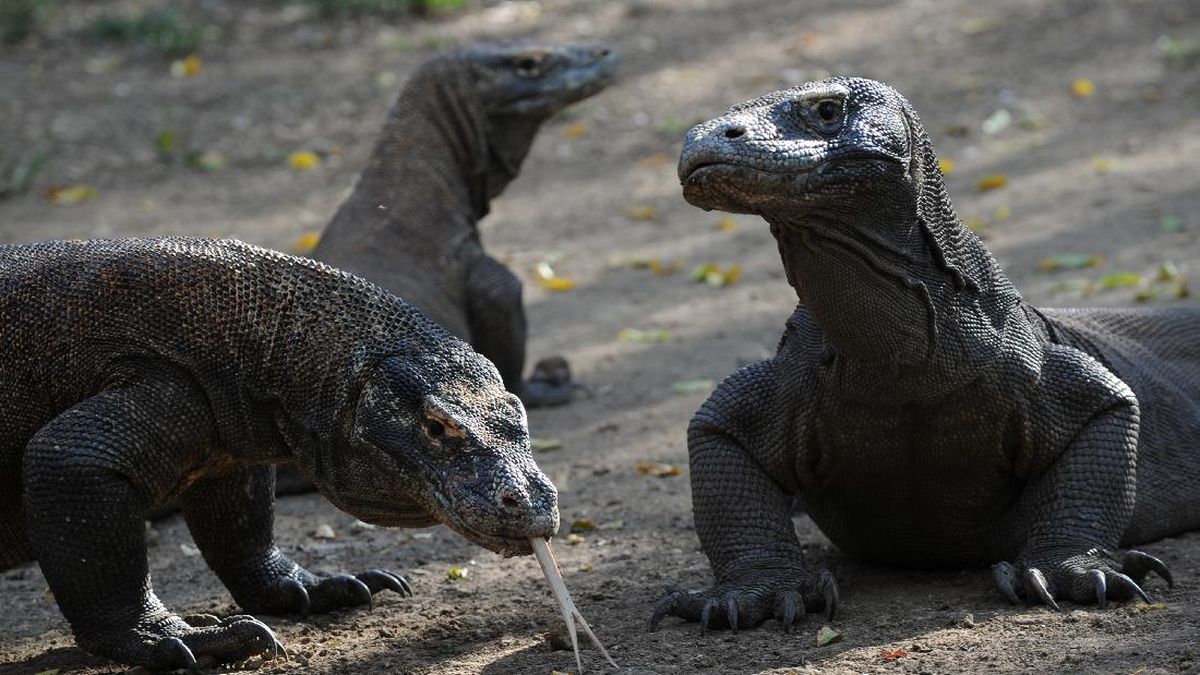 Indonesia Bakal Pinjamkan 2 Komodo ke Jepang